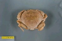 藏品(繁點紋腕蟹)的圖片
